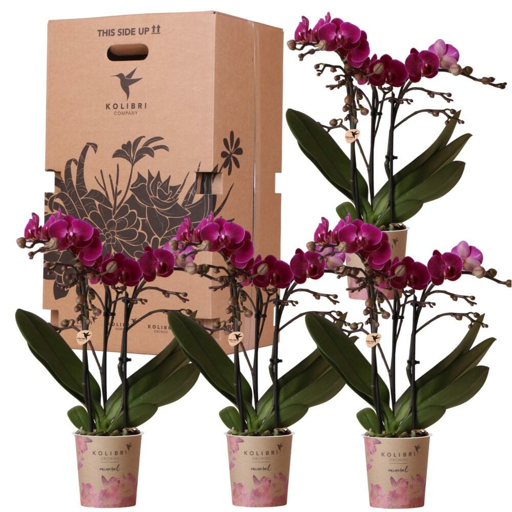 Kolibri orchids - boîte surprise monochrome - boîte avantageuse pour les plantes - avec 4 orchidées