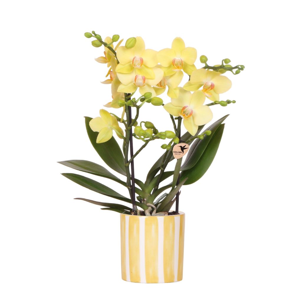 Orchidée phalaenopsis 'albenga' jaune (phalaenopsis) - pot de 9cm - rayures jaune - plantes d'intérieur