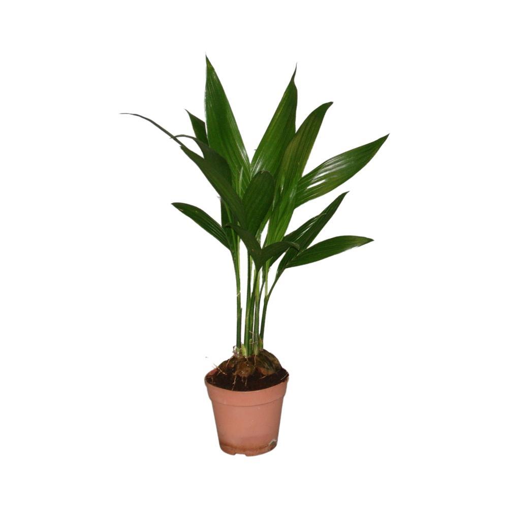 Plante d'intérieur - palmier areca 'catechu' 50.0cm