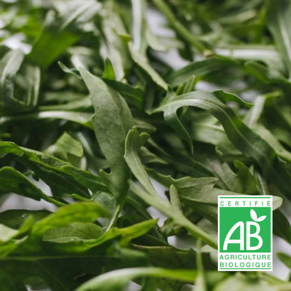 Graines de roquette cultivée - sans traitement sachet