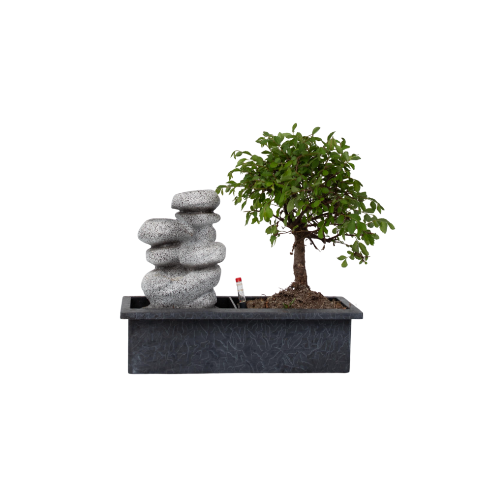 Bonsaï - bonsai - hauteur 25-35cm - ⌀29cm