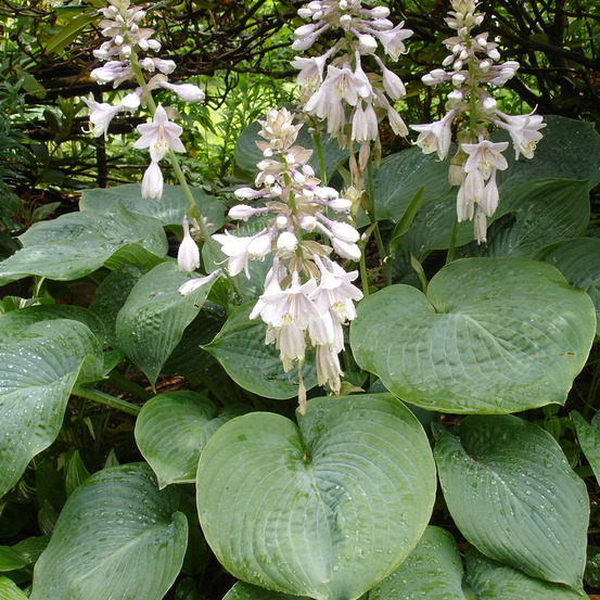 Hosta sieboldiana 'elegans' pot de 1,5l/2l