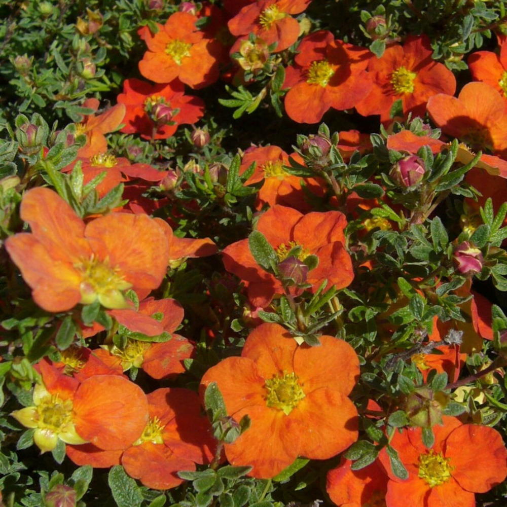 Potentille arbustive hopley's orange, potentilla pot de 7,5l - 60/80 cm