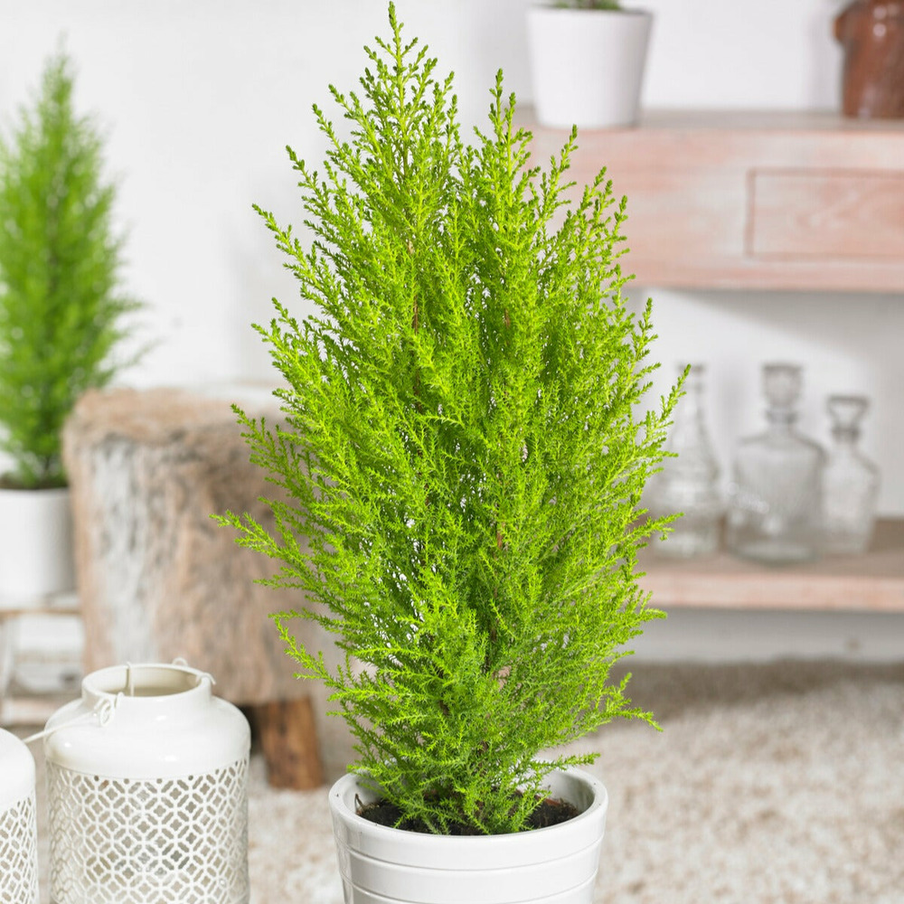 Cupressus goldcrest wilma - le pot / ø 14cm / hauteur livrée 50-60cm