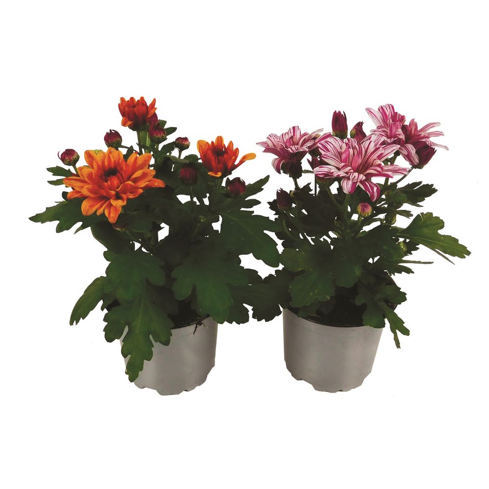 Chrysantheme multifleur pot 10,5 cm