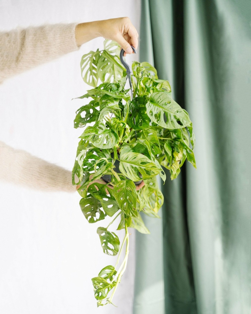 Monstera monkey leaf 30cm - plante d'intérieur