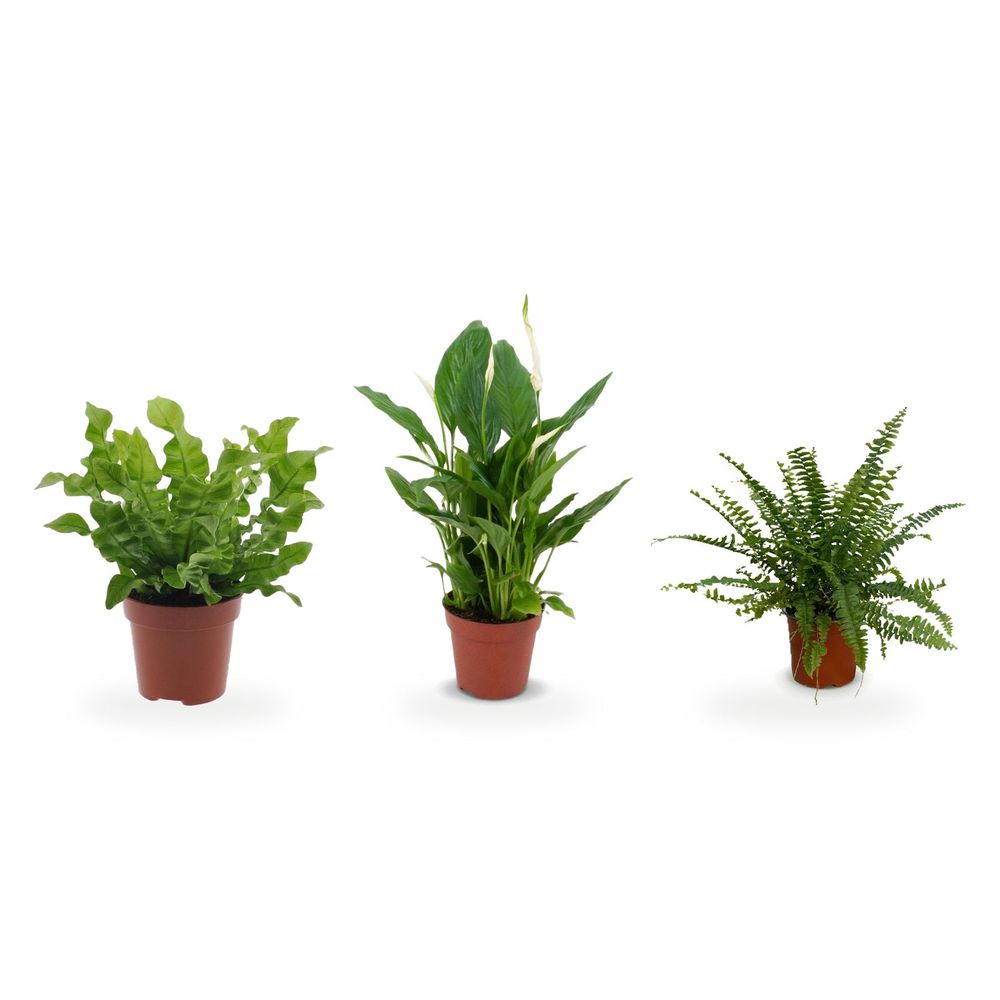 Salle de bain tropicale — nephrolepis exaltata green lady, asplenium crispy wave & spathiphyllum — lot de 3 plantes