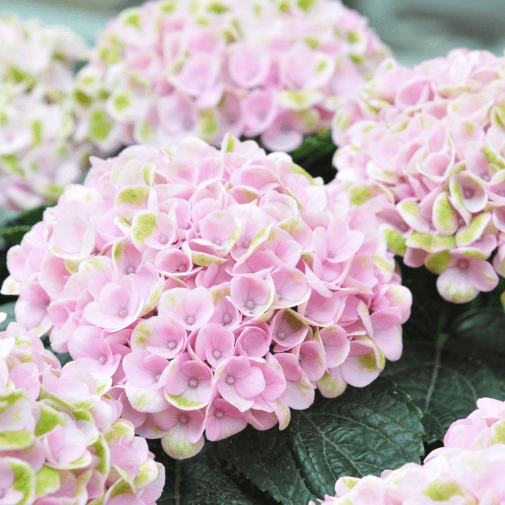 Hortensia arb candybelle bubblegum - hydrangea arb candybelle bubblegum pot 3l