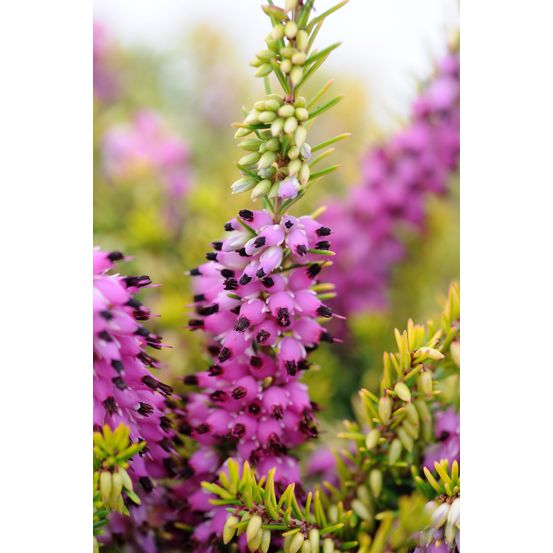 Bruyère d'hiver 'eva gold' - en pot de 3 litres