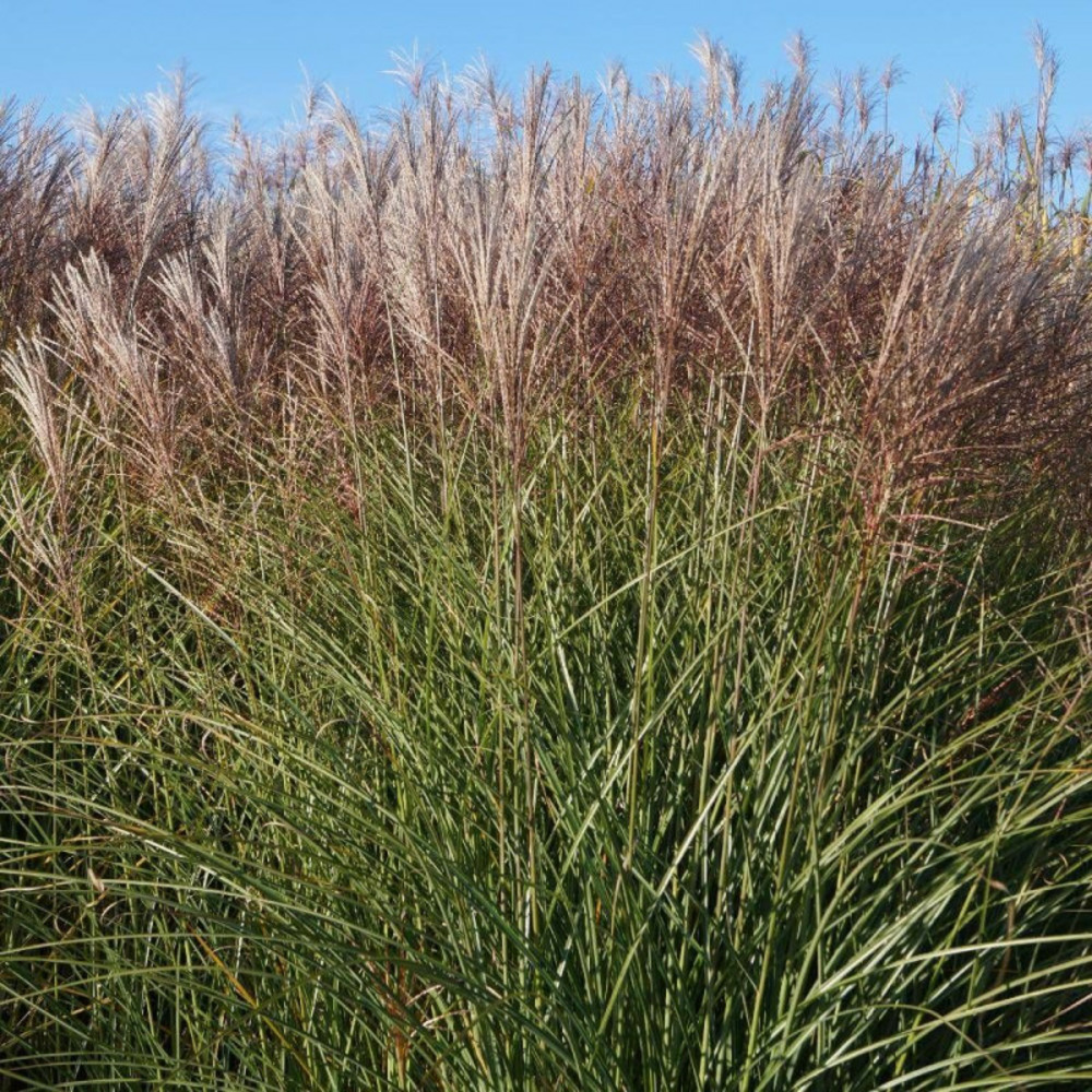 Miscanthus, roseau de chine gracillimus lot de 9 godets