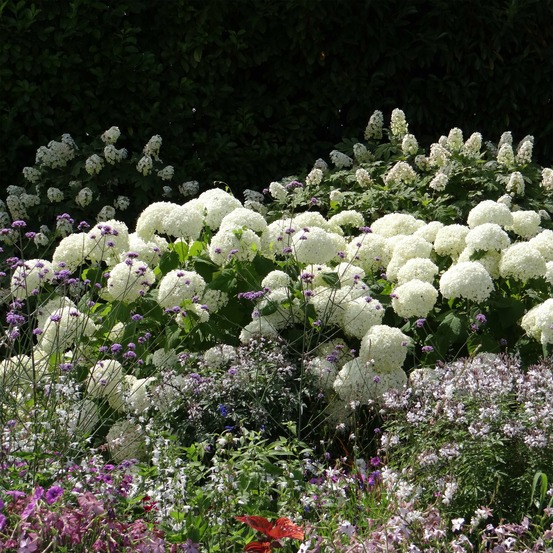 Hortensia de virginie 'annabelle' godet de 8/9 cm