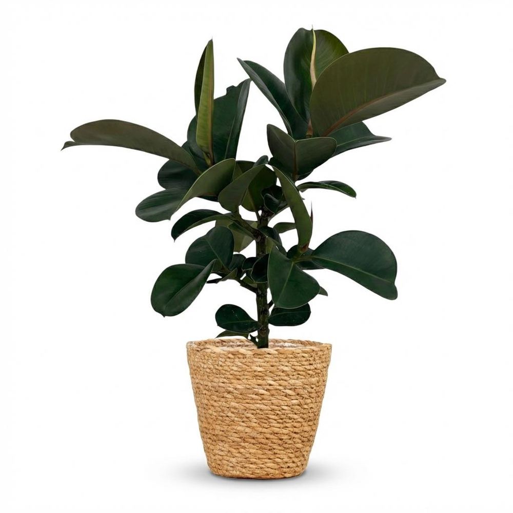 Caoutchouc - ficus elastica cloe - pot de 19cm - hauteur 65cm - plantes d'intérieur