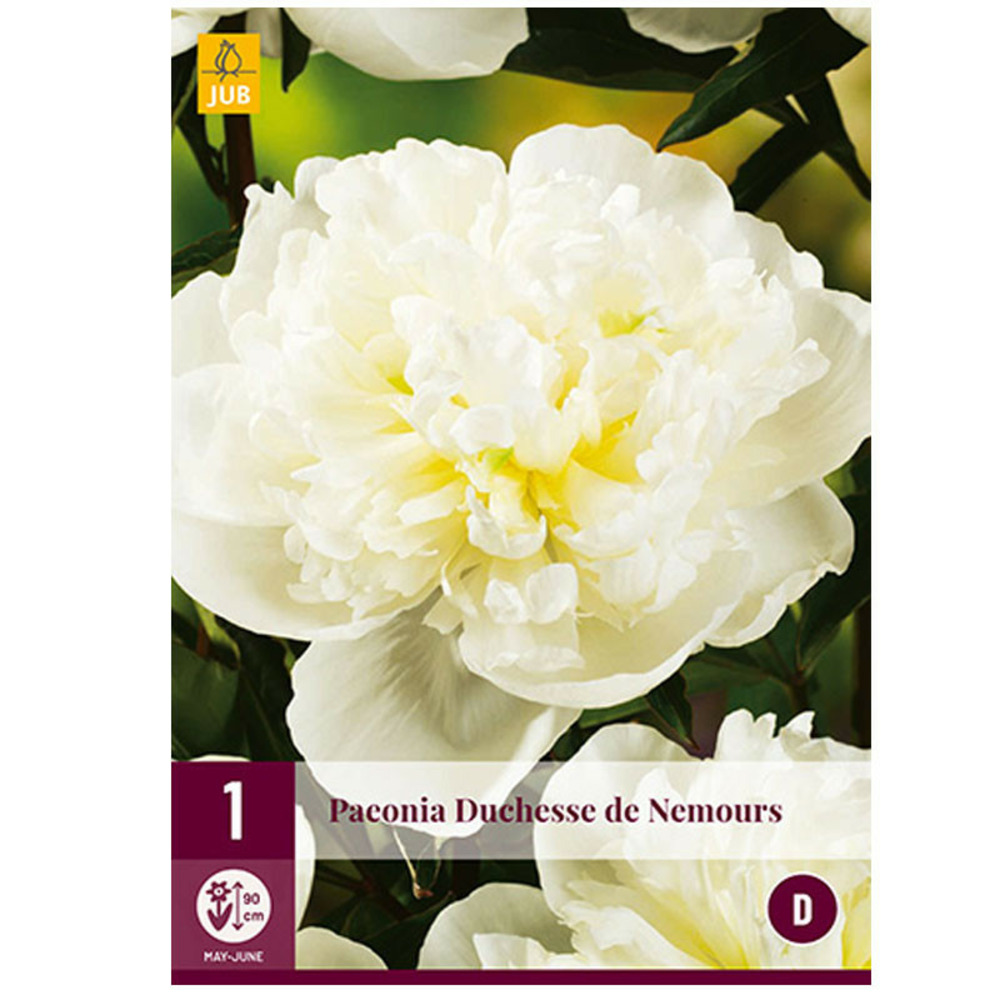 1 pivoine duchesse de nemours blanc