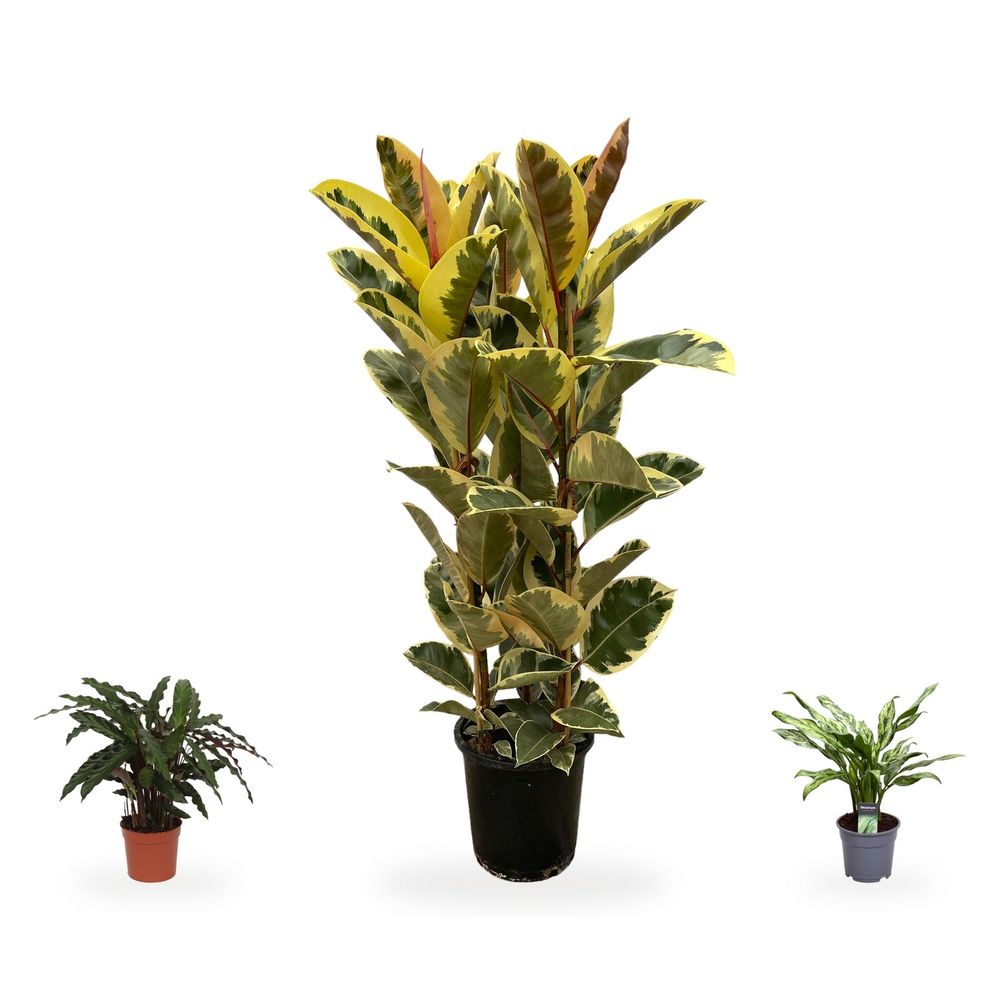 Ficus elastica tineke & ses feuillages marbrés — ficus elastica tineke, aglaonema juliette & calathea elgergrass — lot de 3 plantes
