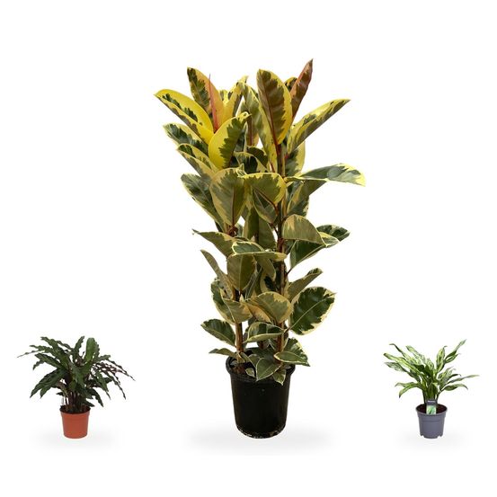 Ficus elastica tineke & ses feuillages marbrés — ficus elastica tineke, aglaonema juliette & calathea elgergrass — lot de 3 plantes