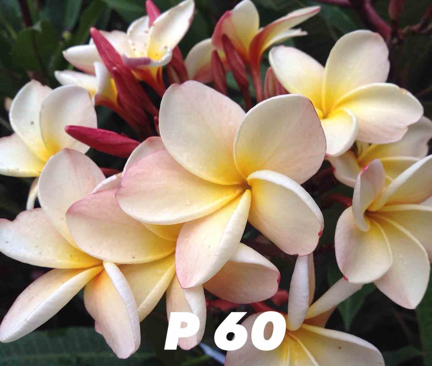 Plumeria rubra "p60" (frangipanier) taille pot de 2 litres ? 20/30 cm -   blanc/jaune/rose