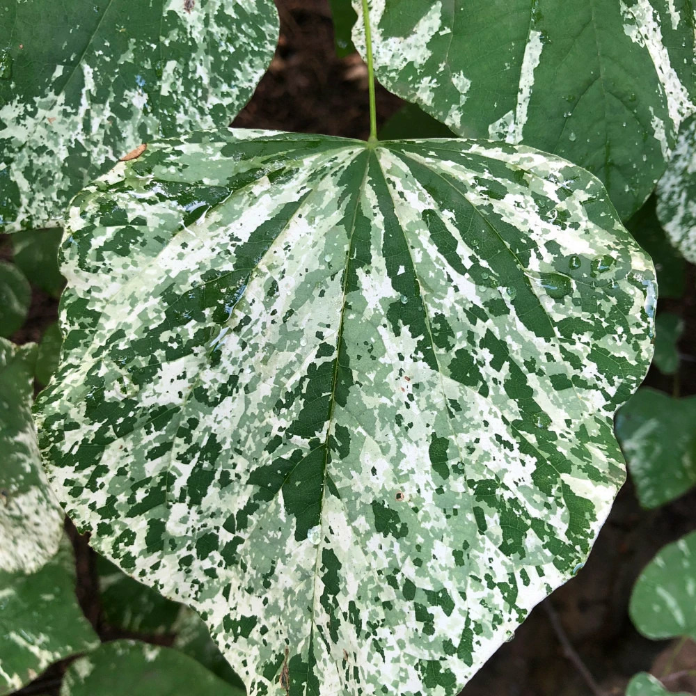 Cercis, gainier, arbre de judée alley cat pot de 15l - baliveau