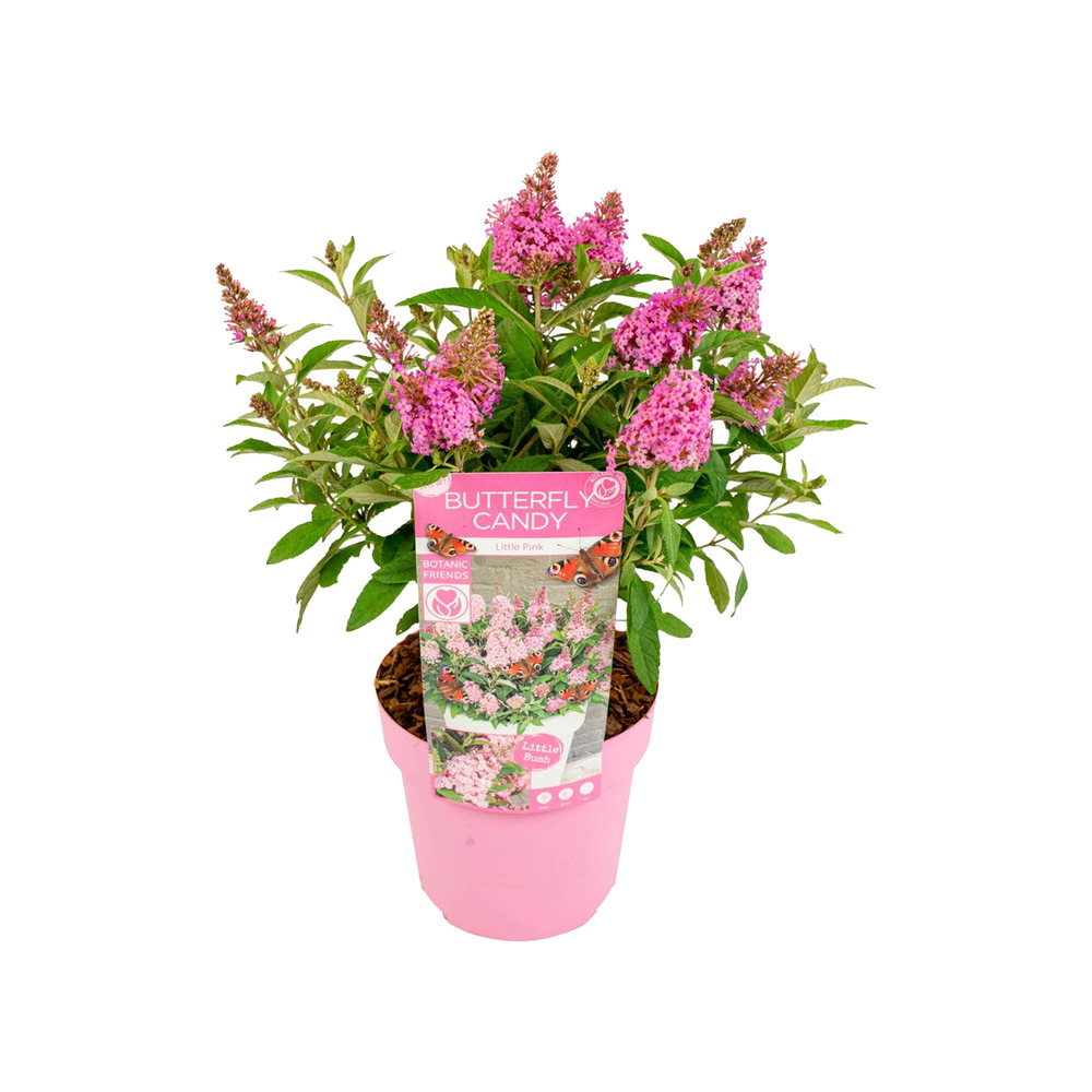 Buddleja butterfly little pink - arbre à papillons - plantes de jardin - 30-40 cm de haut - ⌀19 cm