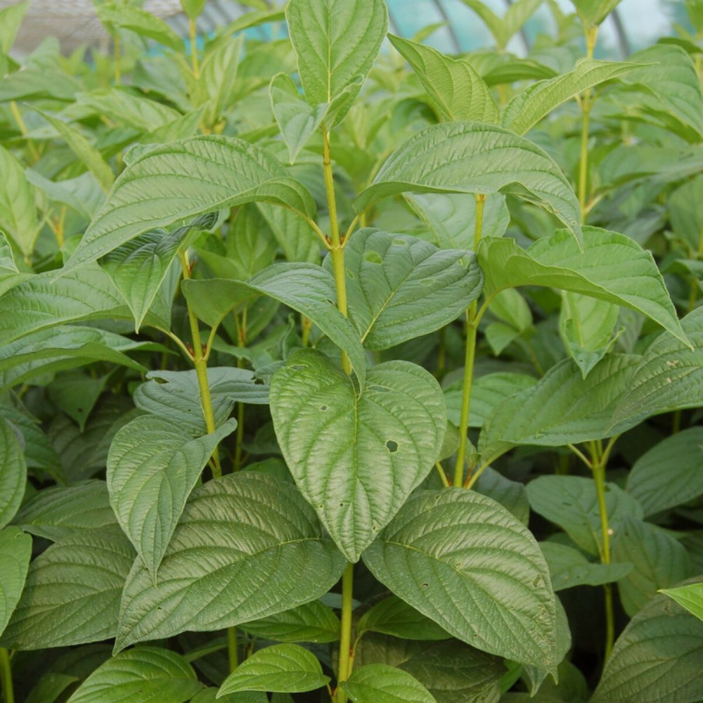 Cornouiller soyeux flaviramea, cornus pot de 3l - 20/40 cm