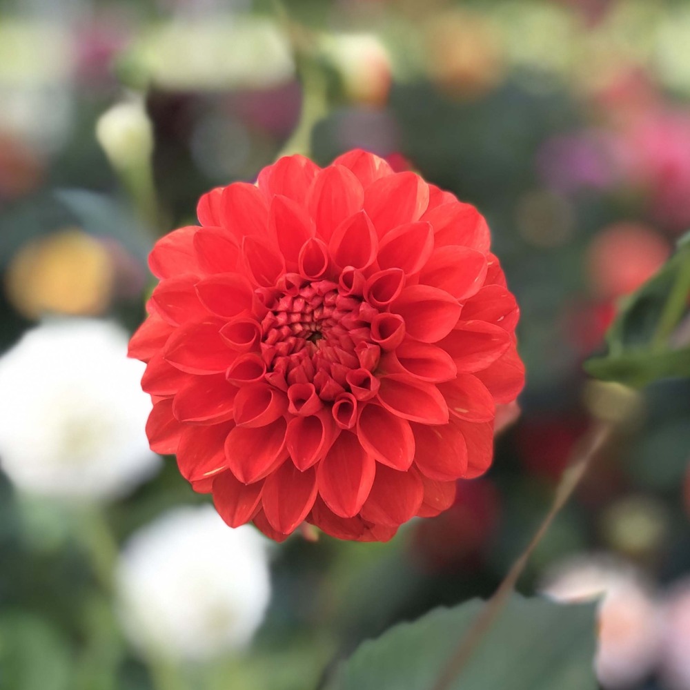 Dahlia pompon 'symphony' bulbe calibre i