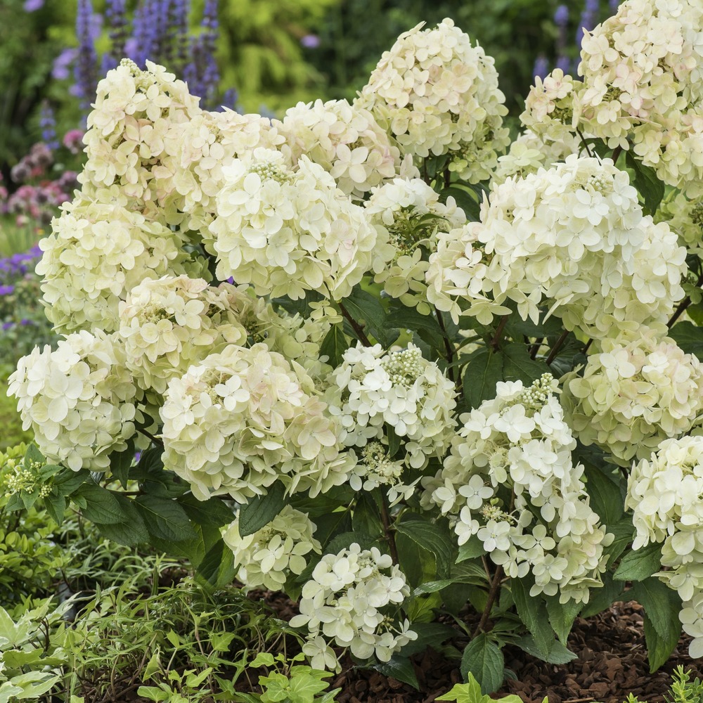 Hortensia paniculé petite® star - le pot / 8cm, vendu par lot de 2