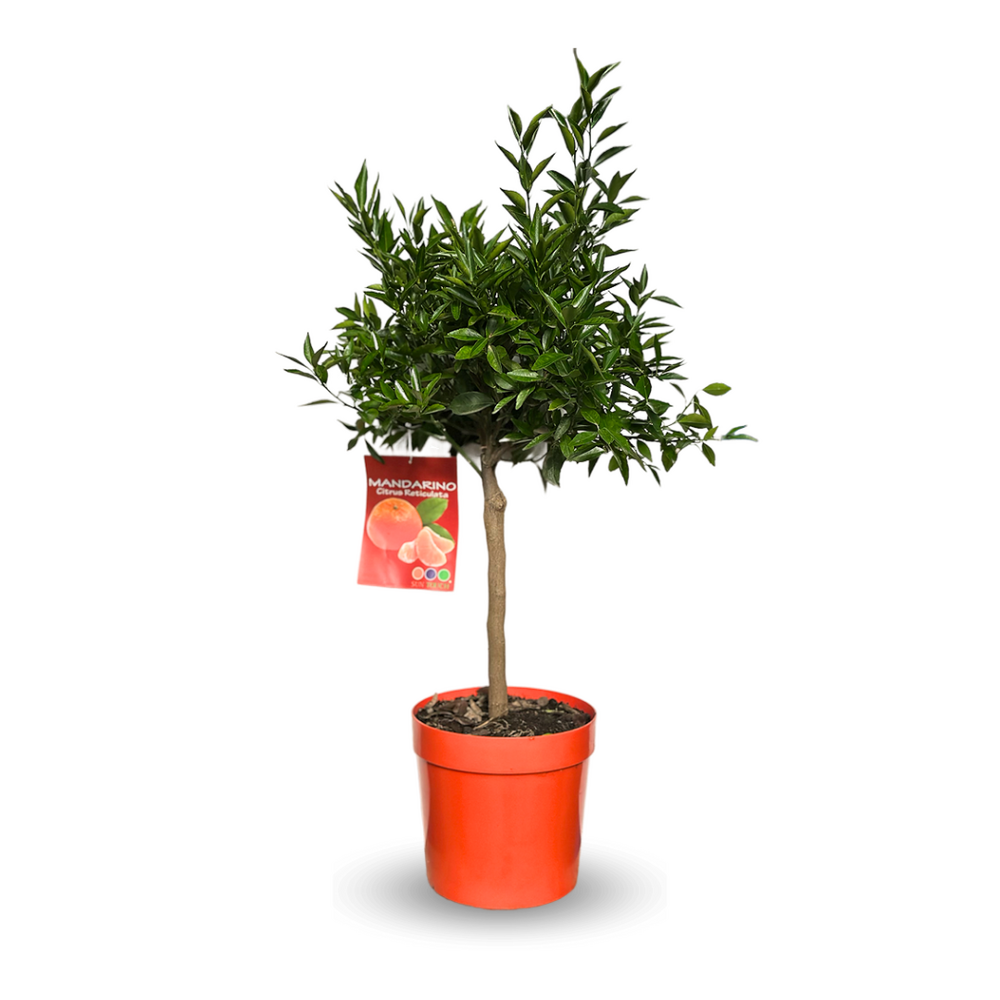 Mandarinier - agrume méditerranéen - arbre fruitier - ↕ 75-85 cm - ⌀ 22 cm