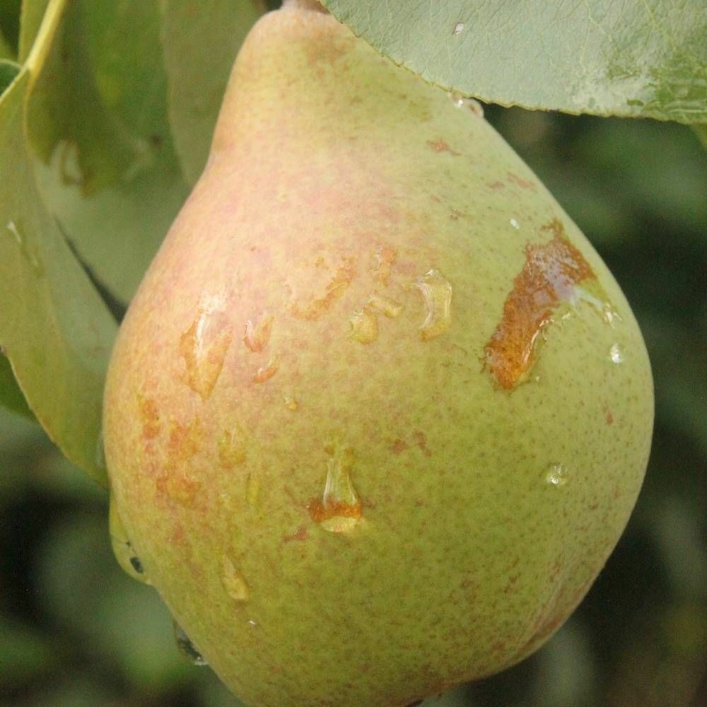 Poirier péradel® 'delbuena' pot de 20l - double u