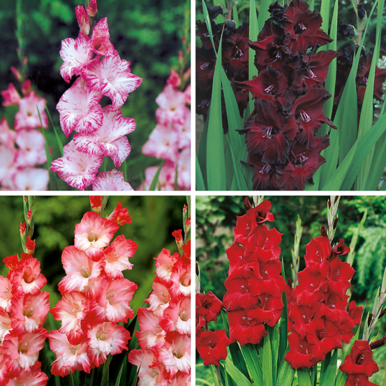 Offre speciale glaieuls - 40 bulbes