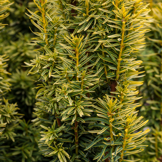 If commun kupfergold - taxus baccata kupfergold 25/35cm pot 2,5l