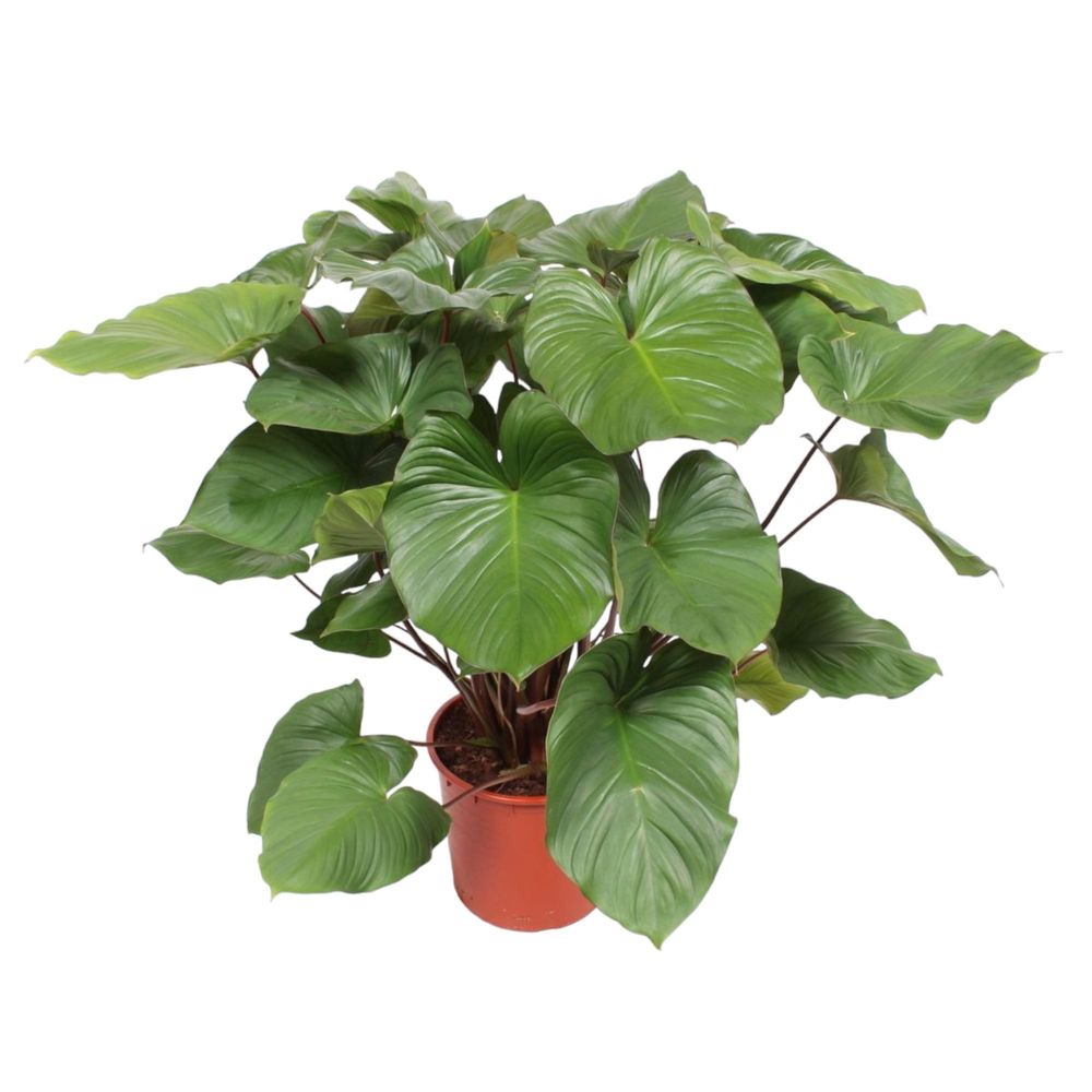 Homalomena rubescens maggy - plantes d'intérieur