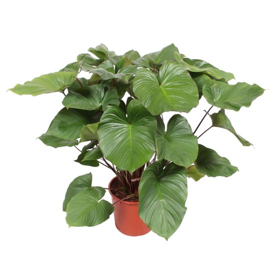 Homalomena rubescens maggy - plantes d'intérieur