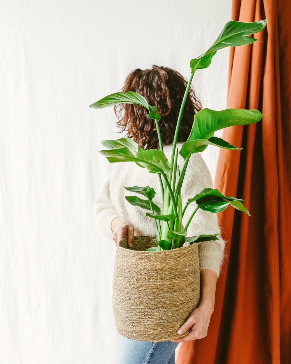 Strelitzia nicolai 80cm - plante d'intérieur