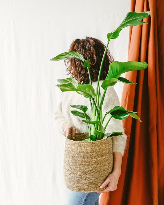 Strelitzia nicolai 80cm - plante d'intérieur