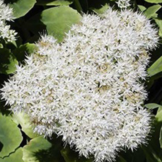 6 x orpin remarquable 'iceberg' - sedum spectabile 'iceberg' - godet 9cm x 9cm