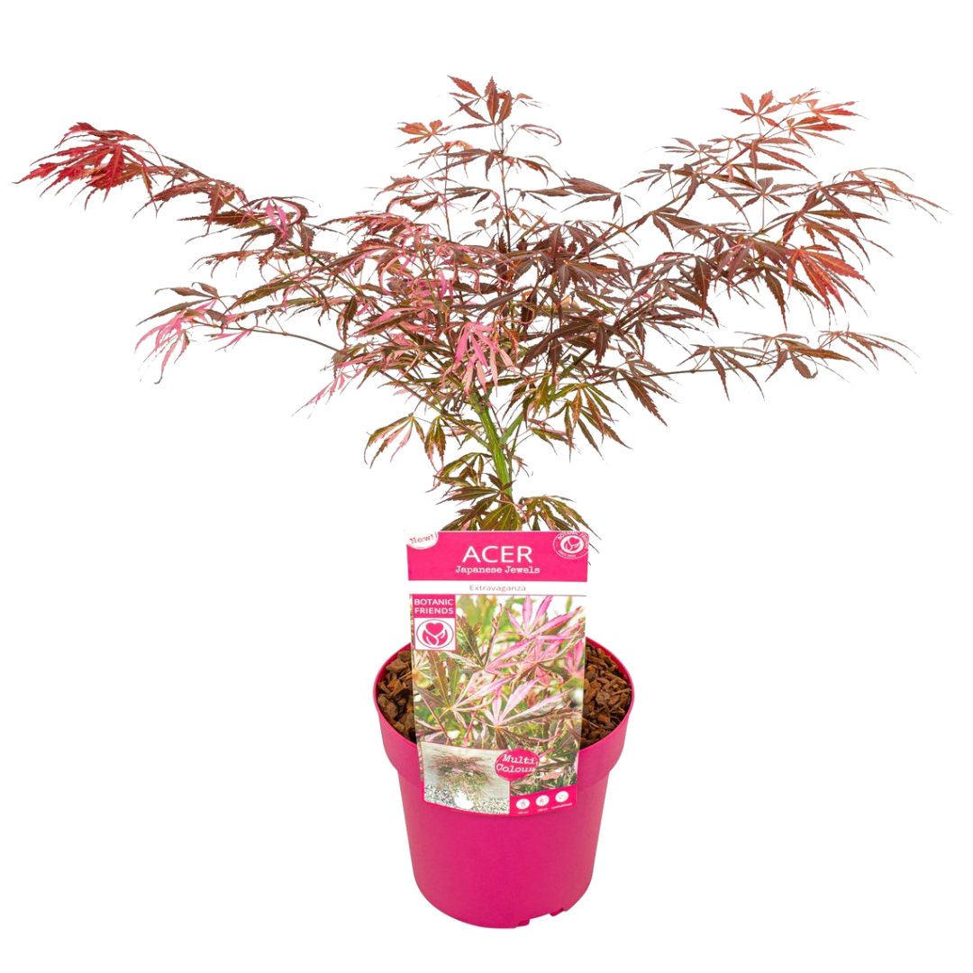 Acer palmatum 'extravaganza' - erable japonais - rustique - plante de jardin - pot 19cm - hauteur 50-60cm