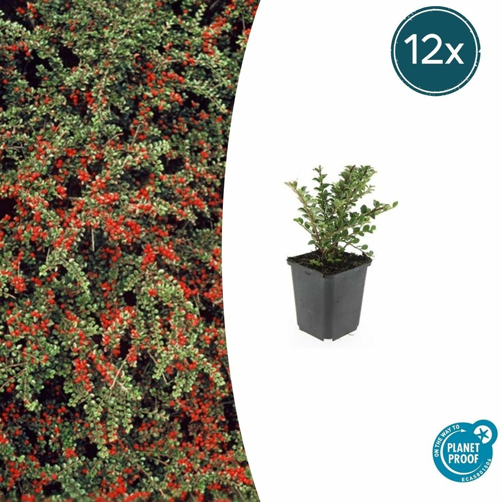 Cotonéaster horizontal x12 – entre 0,75 et 1m2