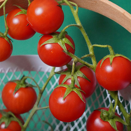 3 plants tomate cerise super sweet en pot