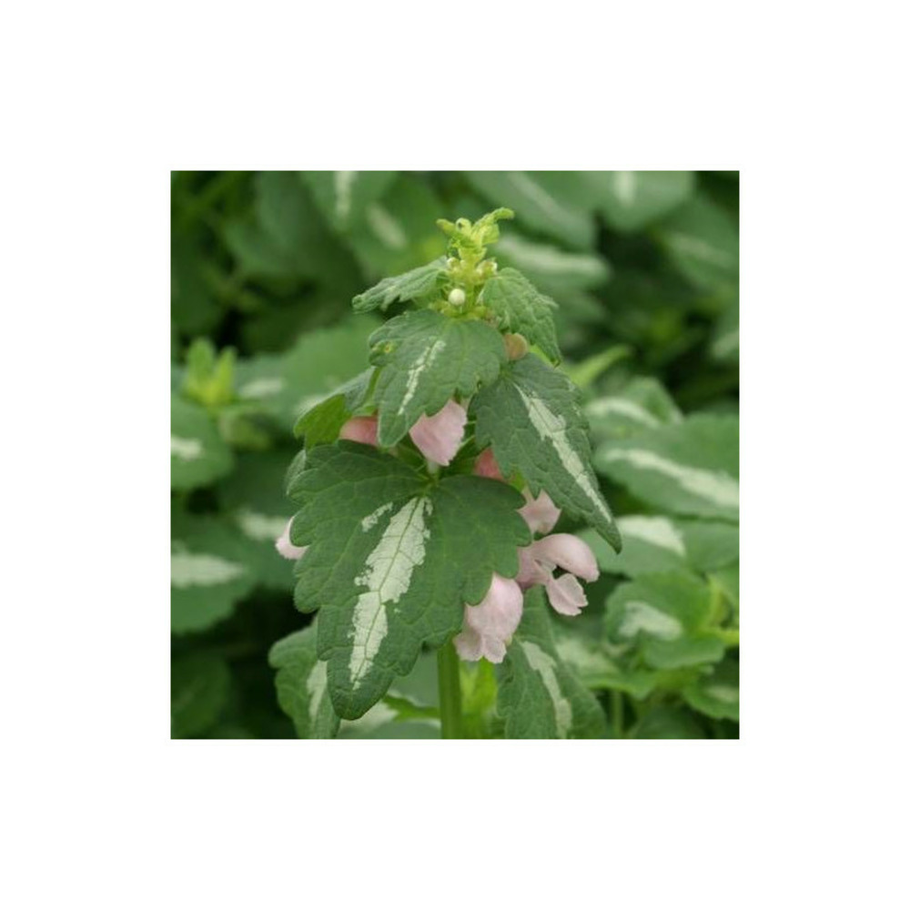 Lamier maculé shell pink godet - 5/20 cm