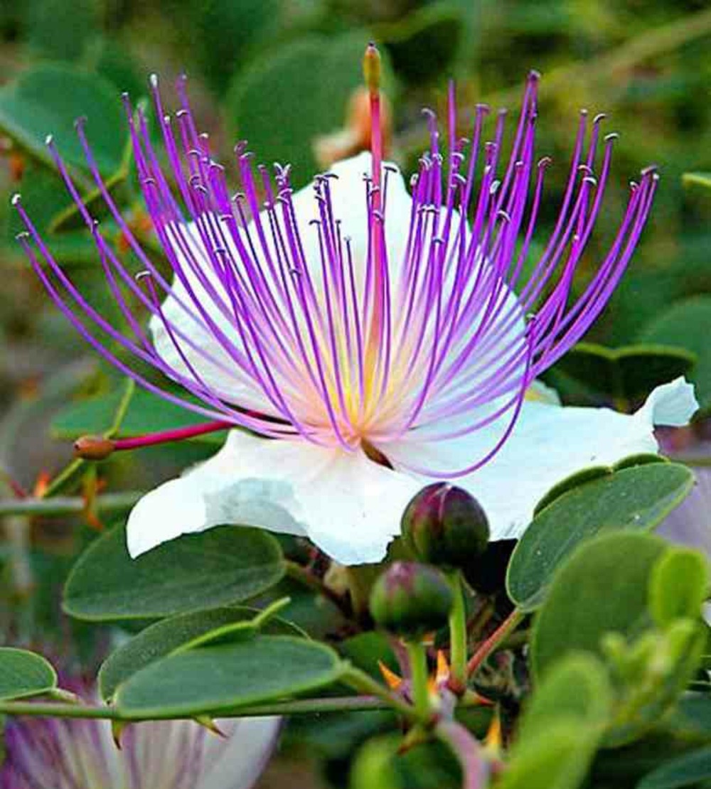 Capparis spinosa (caprier) pot de 2 litres ? 20/30 cm