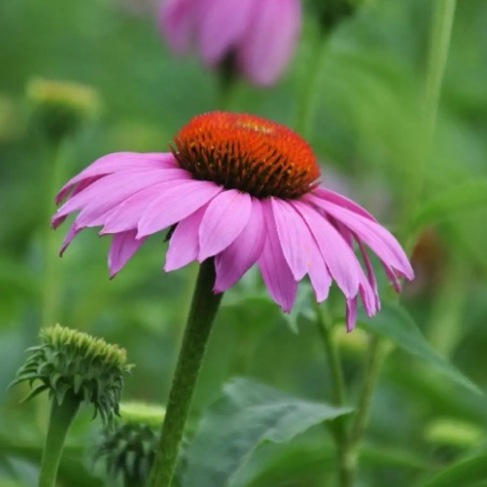 Graines de fleurs echinacea purpurea violettes environ 250 grains * 5 sachets