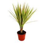 Dragonnier - dracaena marginata "bicolor" - 1 plante - plante d'intérieur facile d'entretien - purifiant l'air - pot de 12cm