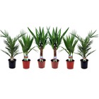 Palmiers - mélange de 6 - phoenix yucca washingtonia - ⌀14cm - hauteur 50-70cm