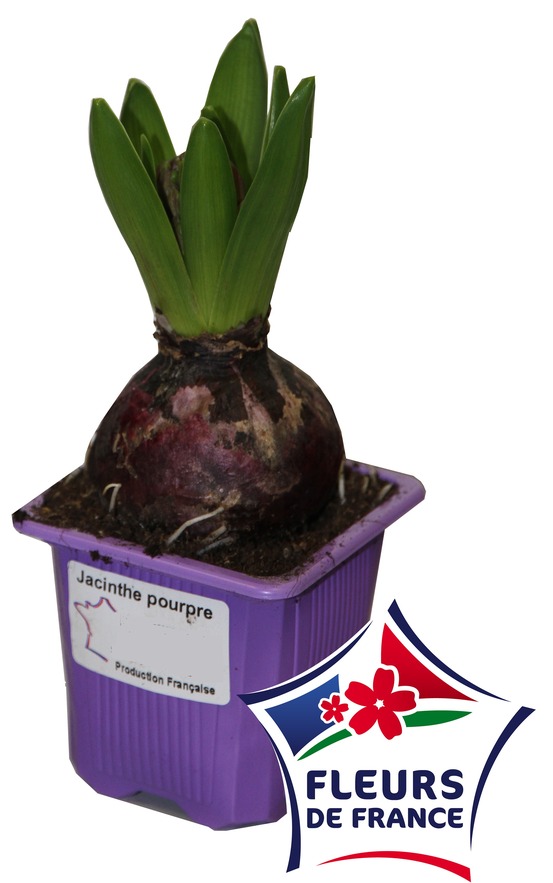 Jacinthe pourpre godet 7 cm