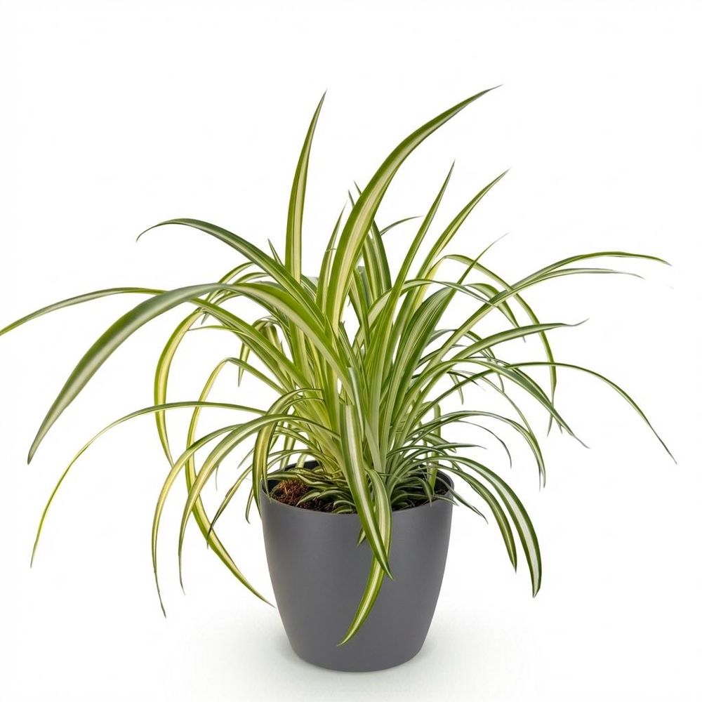 Chlorophytum comosum variegatum - pet-friendly - plante araignée - pot de 12cm - hauteur 20-30cm
