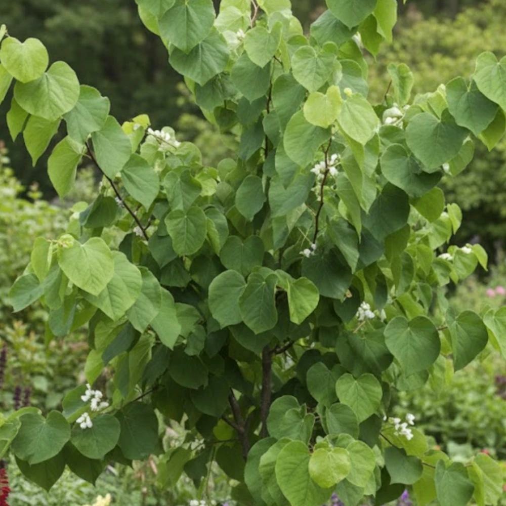 Cercis du canada royal white, arbre de judée, gainier du canada pot de 15l - baliveau