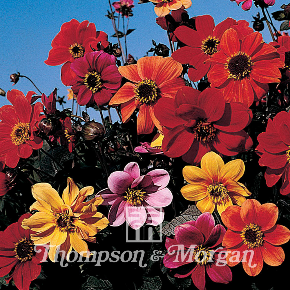 Dahlia variabilis 'bishop's children' le sachet de 50 graines environ (0,5g)