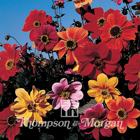 Dahlia variabilis 'bishop's children' le sachet de 50 graines environ (0,5g)