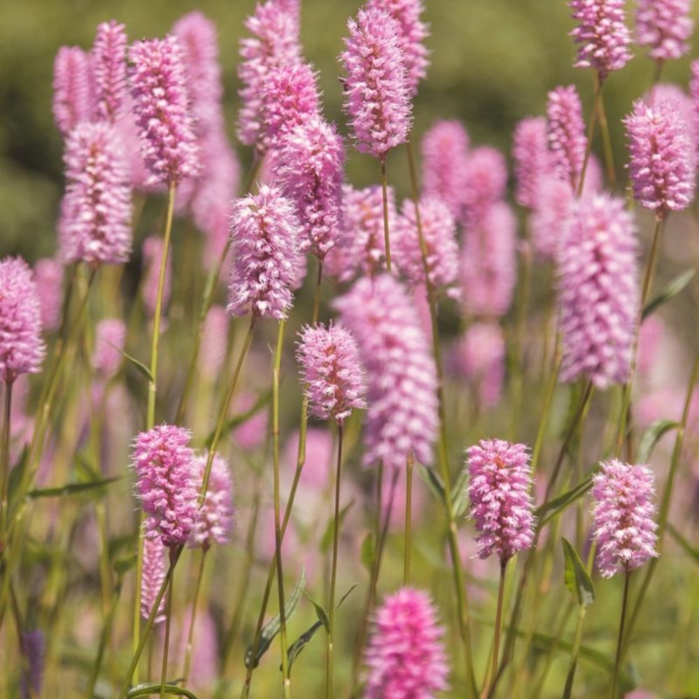 Lavande Rose (Lavandula Angustifolia 'Rose…