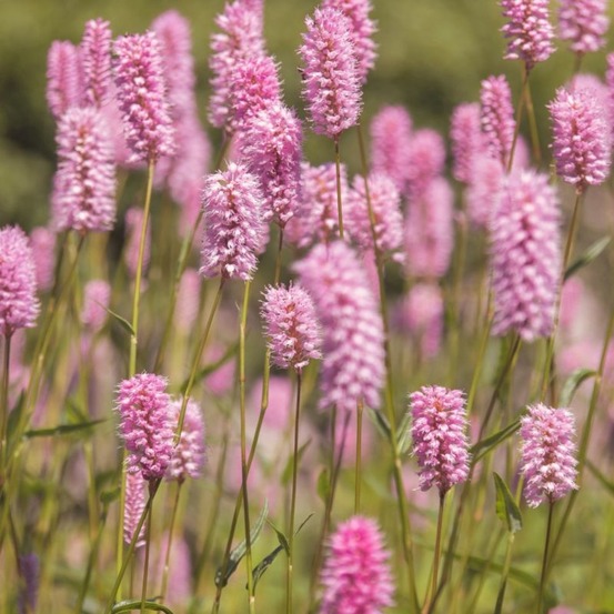 Lavande Rose (Lavandula Angustifolia 'Rose…