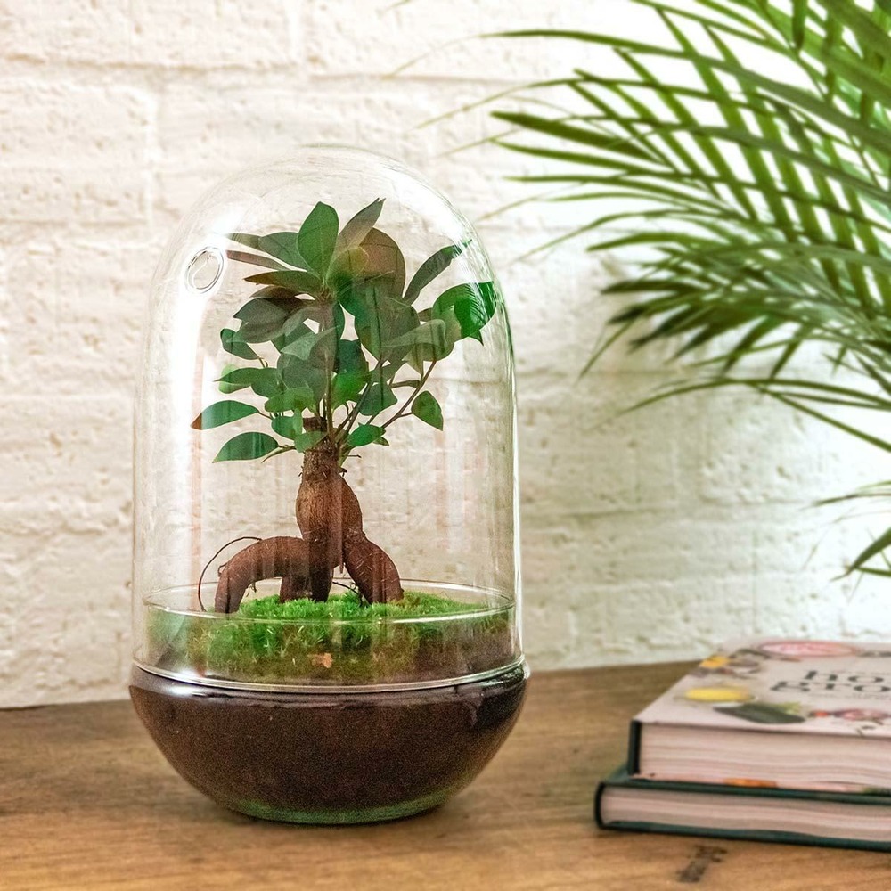Kit terrarium diy - paris ficus -